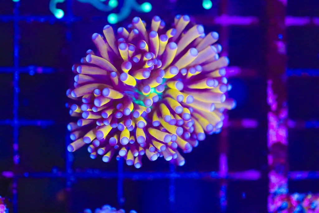 Frag Box Corals