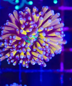 Wysiwyg Torch Coral  (C28) *free shipping no minimum spend*