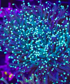 Wysiwyg Torch Coral Large Colony (C29)