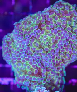 WYsiwyg Hammer Coral Colony (C34)