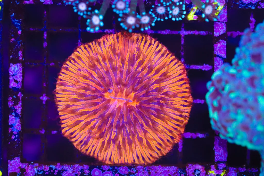 Frag Box Corals