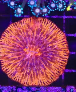 Wysiwyg Bright Fire Orange Plate Coral (C47)