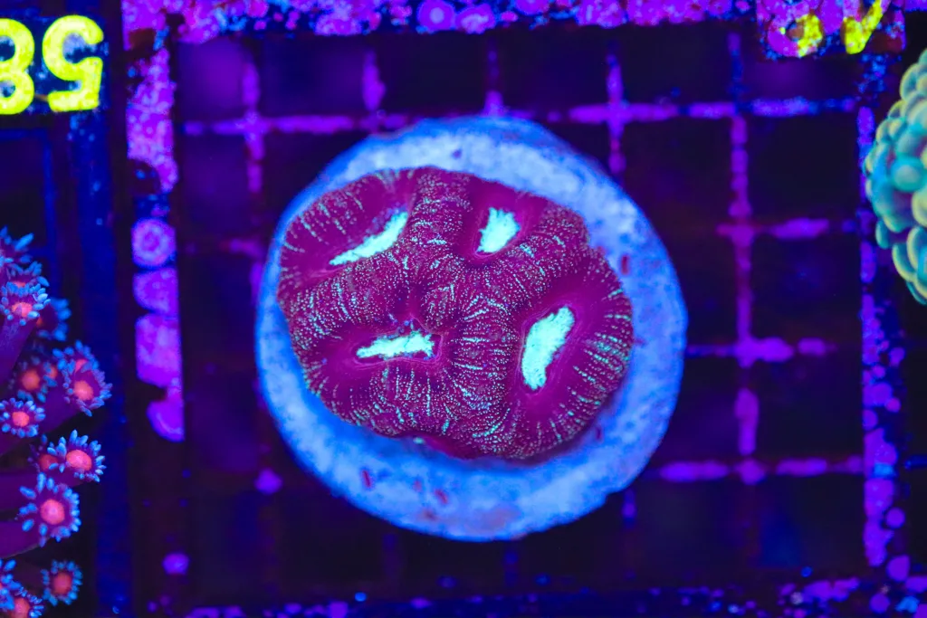 Frag Box Corals