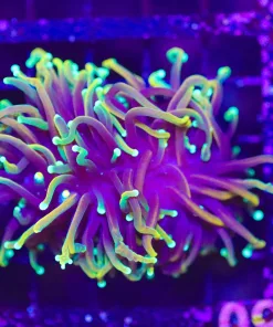 Wysiwyg Dragon Soul Torch Coral (C49)