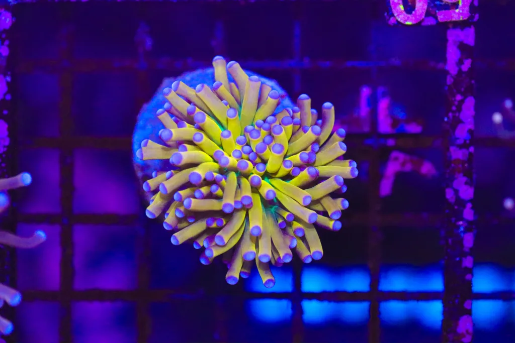 Frag Box Corals