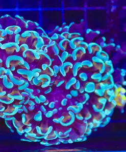 Wysiwyg Blue Gold Hammer Coral (C51)
