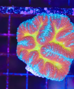 Wysiwyg Symphyllia Coral (C52)
