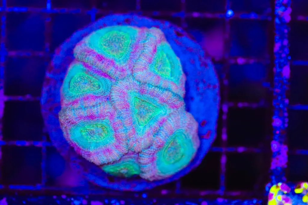 Frag Box Corals
