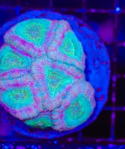 Wysiwyg Unique Acan Coral (C53)