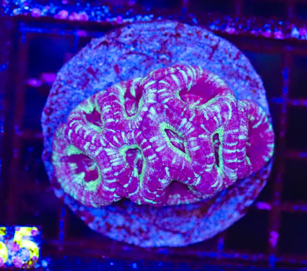 Frag Box Corals