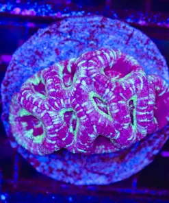 Wysiwyg Acan Colony Very Unique Coral (C55)