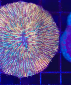 Wysiwyg Super Bright Orange Plate Coral (C56)