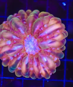 Wysiwyg Cynarina Coral (C57)