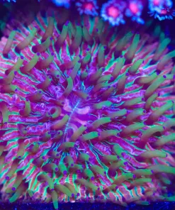 Wysiwyg Plate Coral (C59)