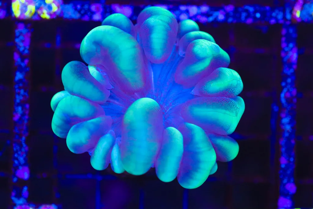 Frag Box Corals