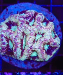 Wysiwyg Crazy Acan Coral Colony (C63)