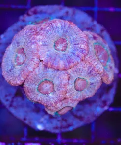 Wysiwyg Acan Coral (C64)