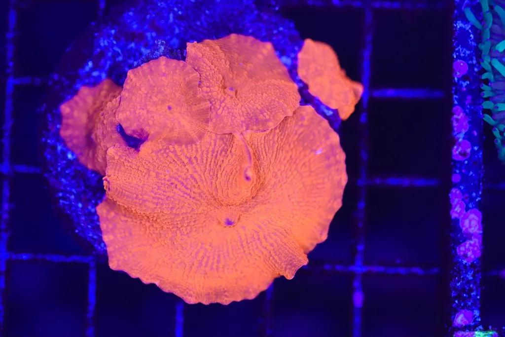 Frag Box Corals