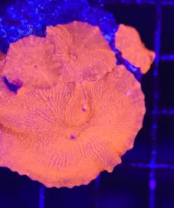 Wysiwyg INTENSE Orange Red Mushroom Coral (C65) *Free Shipping Minimum $199 Livestock Spend*