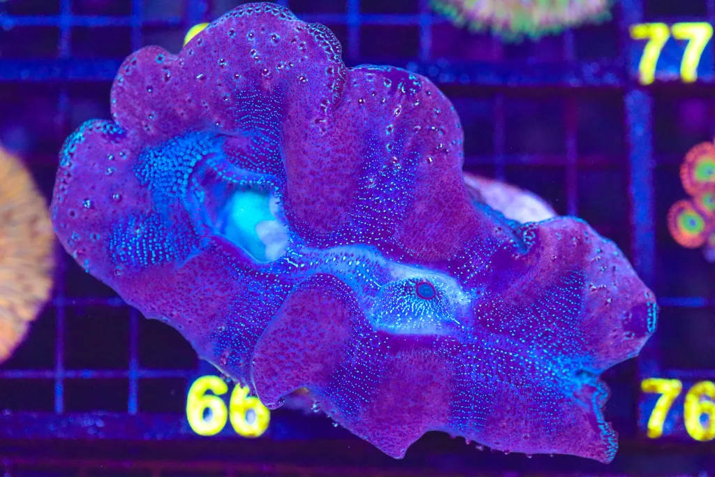 Frag Box Corals