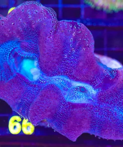 Wysiwyg Clam (C66) *Free shipping - no minimum livestock spend*