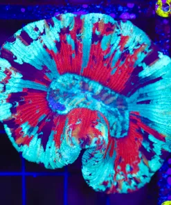 Wysiwyg Open Brain Coral (C72)