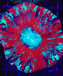 Wysiwyg Open Brain Coral  (C74)