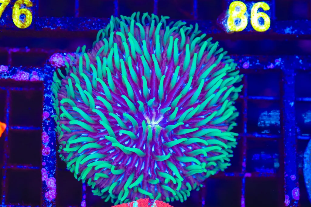 Frag Box Corals