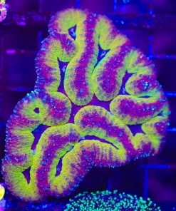 Ultra Symphyilia Coral