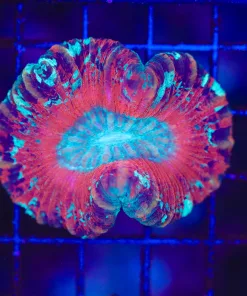 Wysiwyg Open Brain Coral (C83)