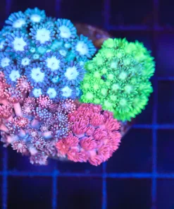 Wysiwyg Flowerpot Coral Colony (C87)