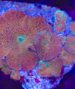 Wysiwyg Mushroom Combo Colony Rock  (C91)