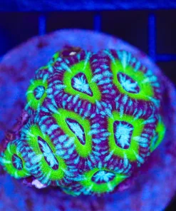 Wysiwyg One Of A Kind Acan Coral (C105) *March's Top Pick*