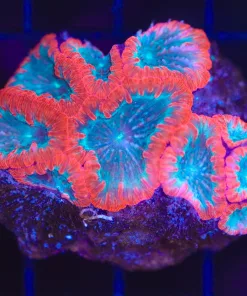 Wysiwyg Blastomussa Coral (C107)