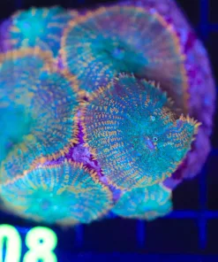 Wysiwyg Mushroom Coral Colony (C108)