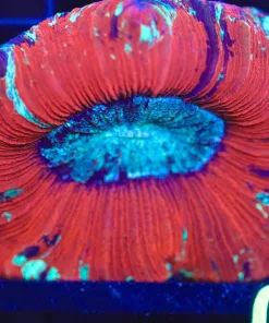Wysiwyg Open Brain Coral (C109) *Free shipping No Minimum livestock spend*