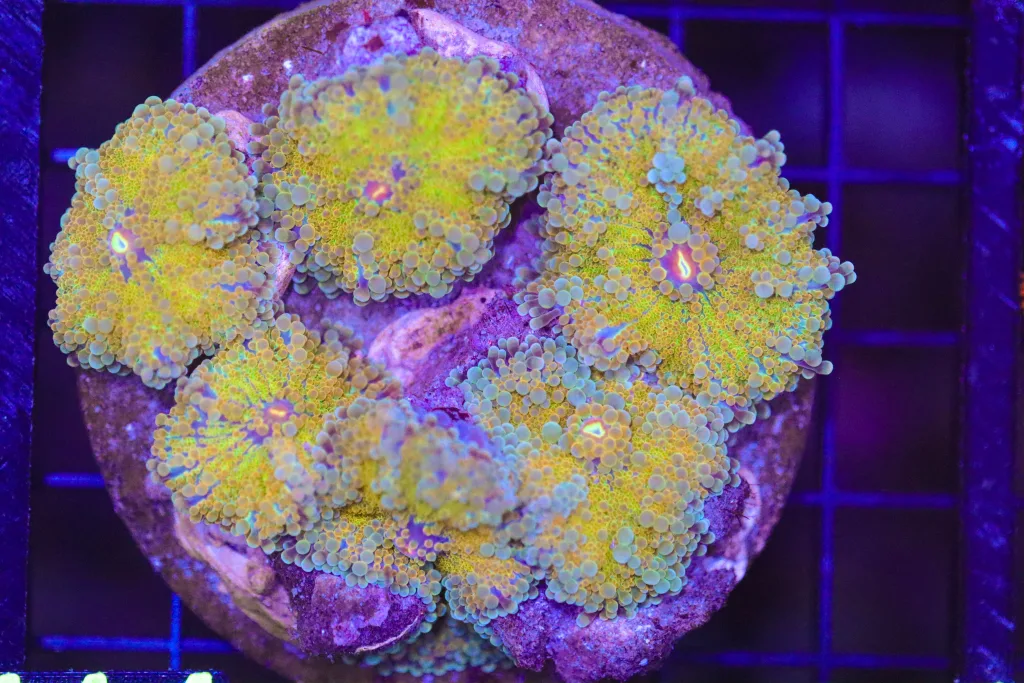 Frag Box Corals
