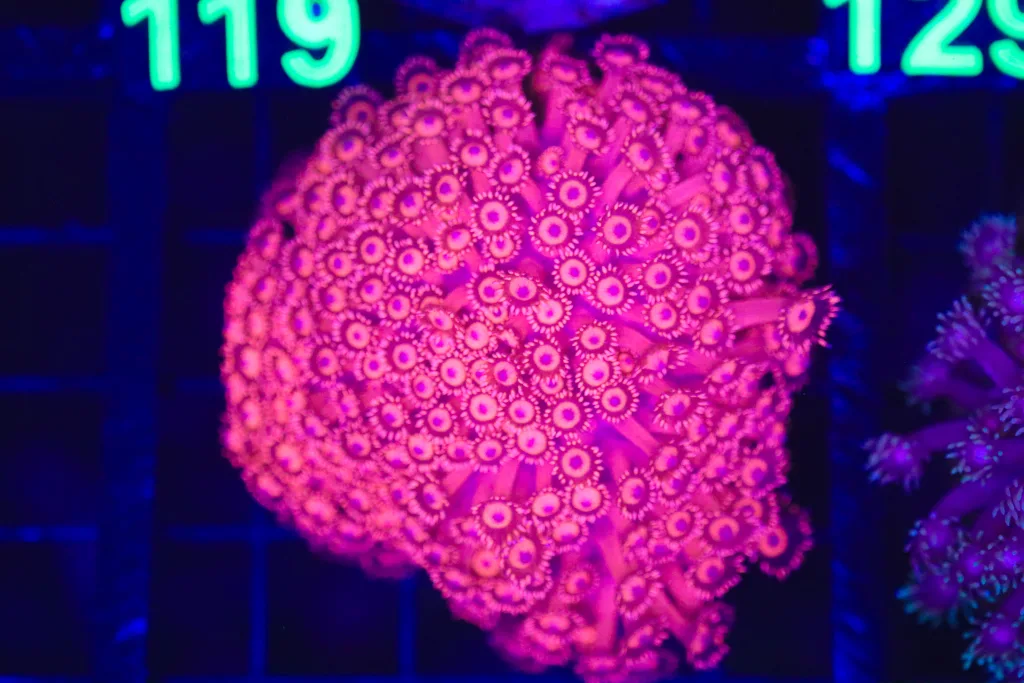 Frag Box Corals