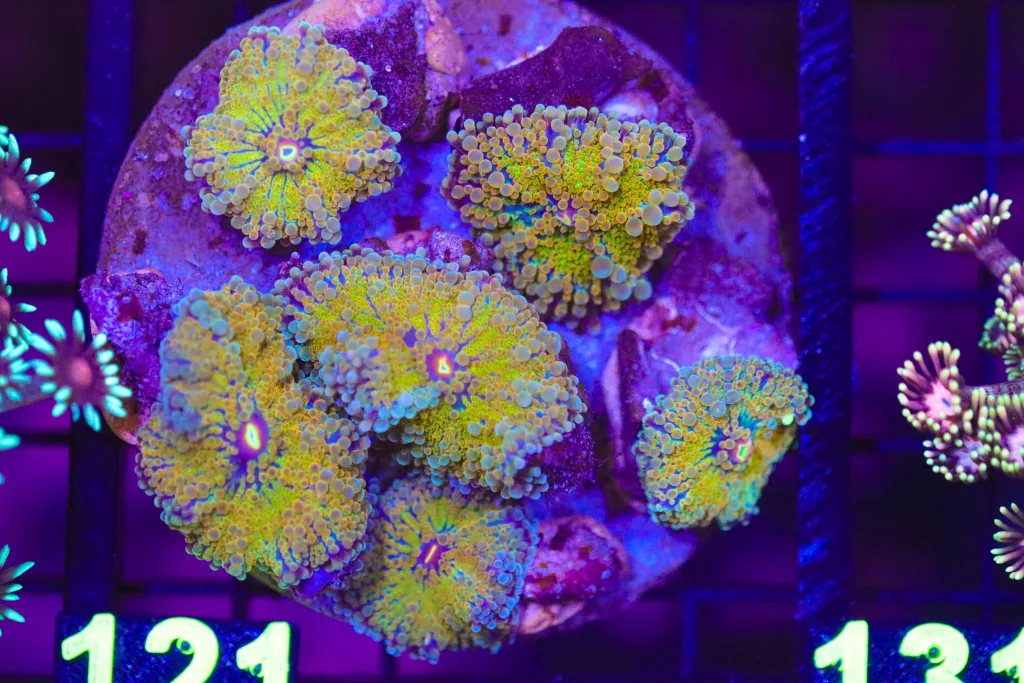 Frag Box Corals