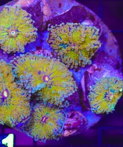 Wysiwyg Yuma Coral Colony (C121)