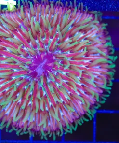 Wysiwyg Plate Coral (C133)