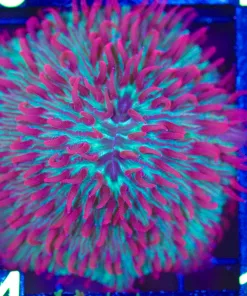 Wysiwyg Plate Coral (C134)