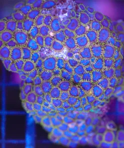 Wysiwyg Blue Zoanthid Coral Colony (C140) *Free shipping - no minimum livestock spend*