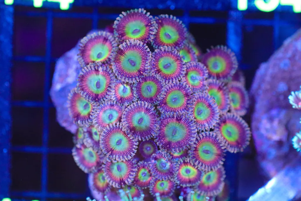 Frag Box Corals