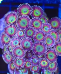 Wysiwyg Zoanthid Colony Coral (C143)