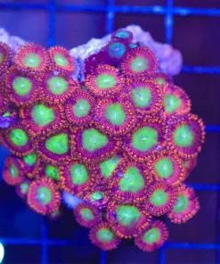 Wysiwyg Candy Apple Red Zoanthid Colony (C152)