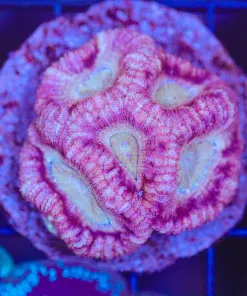 Wysiwyg Acan Coral Colony (C155)