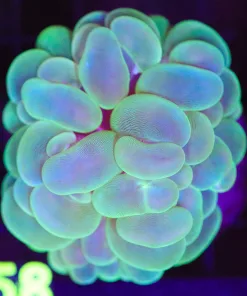 Wysiwyg Bubble Coral (C158)