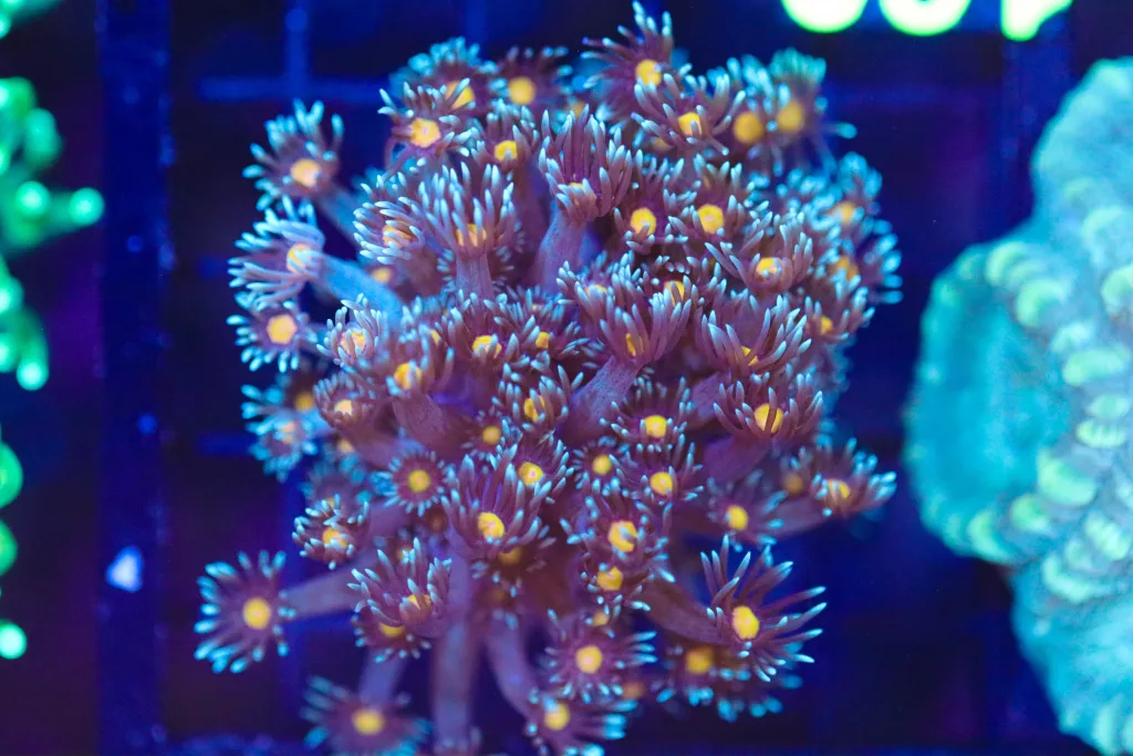 Frag Box Corals