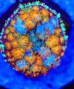 Orange Rhodactis Bryoides Coral